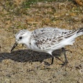 Sanderling (Calidris alba) Alan Prowse